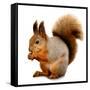 Eurasian Red Squirrel in Front of A White Background-nelik-Framed Stretched Canvas