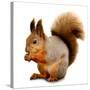 Eurasian Red Squirrel in Front of A White Background-nelik-Stretched Canvas