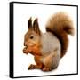 Eurasian Red Squirrel in Front of A White Background-nelik-Framed Stretched Canvas