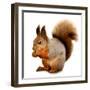 Eurasian Red Squirrel in Front of A White Background-nelik-Framed Premium Photographic Print