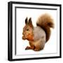 Eurasian Red Squirrel in Front of A White Background-nelik-Framed Premium Photographic Print