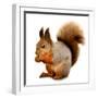 Eurasian Red Squirrel in Front of A White Background-nelik-Framed Premium Photographic Print