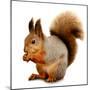 Eurasian Red Squirrel in Front of A White Background-nelik-Mounted Premium Photographic Print