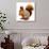 Eurasian Red Squirrel in Front of A White Background-nelik-Premium Photographic Print displayed on a wall