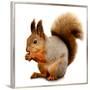 Eurasian Red Squirrel in Front of A White Background-nelik-Framed Premium Photographic Print