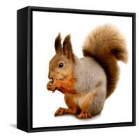 Eurasian Red Squirrel in Front of A White Background-nelik-Framed Stretched Canvas