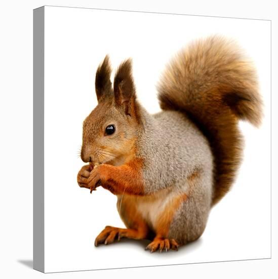 Eurasian Red Squirrel in Front of A White Background-nelik-Stretched Canvas