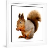 Eurasian Red Squirrel in Front of A White Background-nelik-Framed Photographic Print