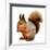 Eurasian Red Squirrel in Front of A White Background-nelik-Framed Photographic Print