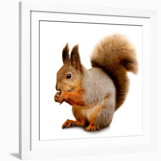 Eurasian Red Squirrel in Front of A White Background-nelik-Framed Photographic Print