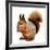 Eurasian Red Squirrel in Front of A White Background-nelik-Framed Photographic Print