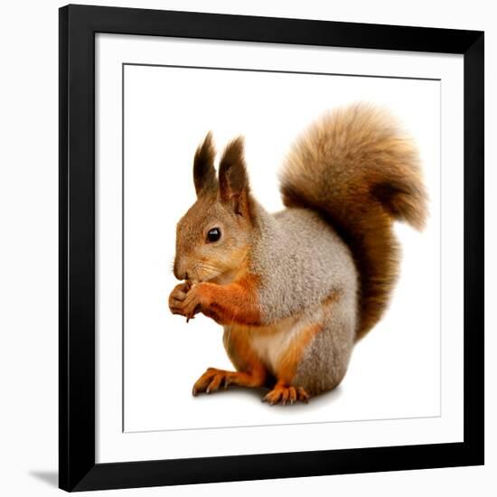 Eurasian Red Squirrel in Front of A White Background-nelik-Framed Photographic Print