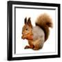 Eurasian Red Squirrel in Front of A White Background-nelik-Framed Photographic Print