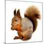 Eurasian Red Squirrel in Front of A White Background-nelik-Mounted Photographic Print