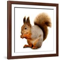 Eurasian Red Squirrel in Front of A White Background-nelik-Framed Photographic Print