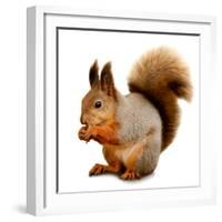 Eurasian Red Squirrel in Front of A White Background-nelik-Framed Photographic Print