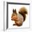 Eurasian Red Squirrel in Front of A White Background-nelik-Framed Photographic Print