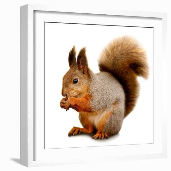 Eurasian Red Squirrel in Front of A White Background-nelik-Framed Photographic Print