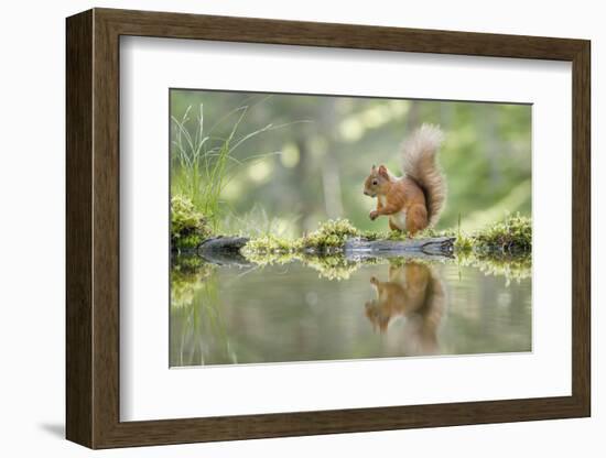 Eurasian Red Squirrel (Sciurus vulgaris), Scotland-Patrick Frischknecht-Framed Photographic Print