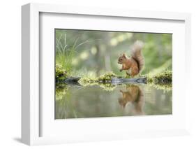 Eurasian Red Squirrel (Sciurus vulgaris), Scotland-Patrick Frischknecht-Framed Photographic Print