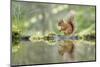 Eurasian Red Squirrel (Sciurus vulgaris), Scotland-Patrick Frischknecht-Mounted Photographic Print