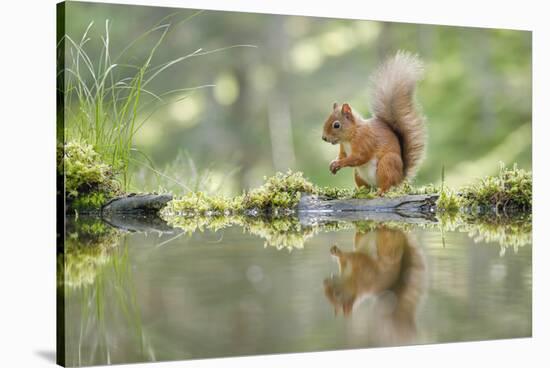 Eurasian Red Squirrel (Sciurus vulgaris), Scotland-Patrick Frischknecht-Stretched Canvas