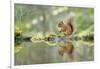 Eurasian Red Squirrel (Sciurus vulgaris), Scotland-Patrick Frischknecht-Framed Photographic Print