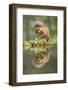 Eurasian Red Squirrel (Sciurus vulgaris), Scotland-Patrick Frischknecht-Framed Photographic Print