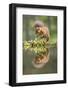 Eurasian Red Squirrel (Sciurus vulgaris), Scotland-Patrick Frischknecht-Framed Photographic Print