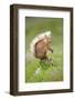 Eurasian Red Squirrel (Sciurus vulgaris), Scotland-Patrick Frischknecht-Framed Photographic Print