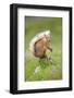 Eurasian Red Squirrel (Sciurus vulgaris), Scotland-Patrick Frischknecht-Framed Photographic Print