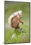 Eurasian Red Squirrel (Sciurus vulgaris), Scotland-Patrick Frischknecht-Mounted Photographic Print