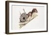 Eurasian Red Squirrel (Sciurus Vulgaris) Sitting in Tree with Nest-null-Framed Giclee Print