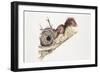 Eurasian Red Squirrel (Sciurus Vulgaris) Sitting in Tree with Nest-null-Framed Giclee Print