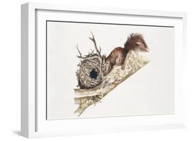 Eurasian Red Squirrel (Sciurus Vulgaris) Sitting in Tree with Nest-null-Framed Giclee Print