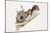 Eurasian Red Squirrel (Sciurus Vulgaris) Sitting in Tree with Nest-null-Mounted Giclee Print