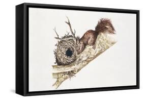 Eurasian Red Squirrel (Sciurus Vulgaris) Sitting in Tree with Nest-null-Framed Stretched Canvas