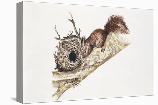 Eurasian Red Squirrel (Sciurus Vulgaris) Sitting in Tree with Nest-null-Stretched Canvas