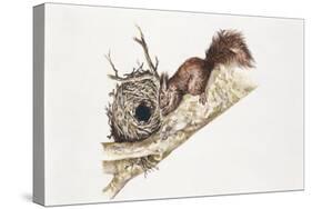 Eurasian Red Squirrel (Sciurus Vulgaris) Sitting in Tree with Nest-null-Stretched Canvas