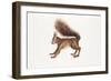 Eurasian Red Squirrel (Sciurus Vulgaris) Sitting in Tree with Nest-null-Framed Giclee Print