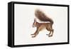 Eurasian Red Squirrel (Sciurus Vulgaris) Sitting in Tree with Nest-null-Framed Stretched Canvas