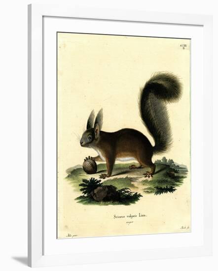 Eurasian Red Squirrel-null-Framed Giclee Print