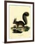 Eurasian Red Squirrel-null-Framed Giclee Print