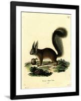 Eurasian Red Squirrel-null-Framed Giclee Print