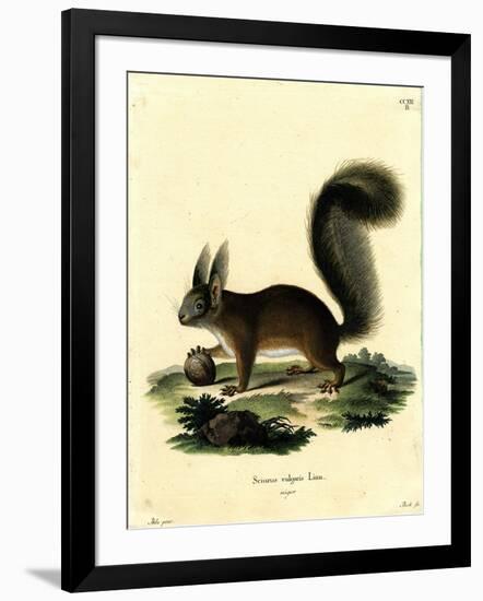 Eurasian Red Squirrel-null-Framed Giclee Print