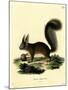 Eurasian Red Squirrel-null-Mounted Giclee Print