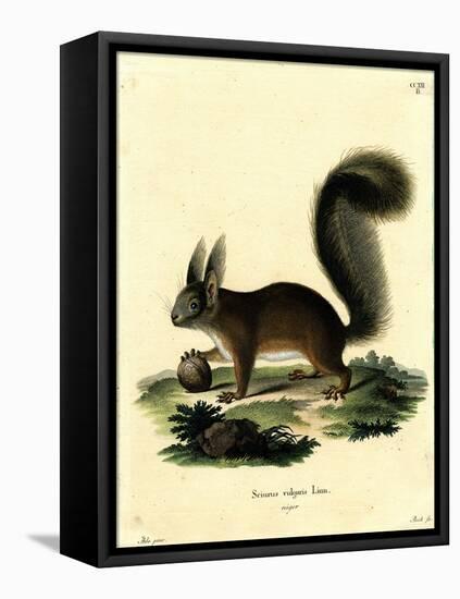 Eurasian Red Squirrel-null-Framed Stretched Canvas
