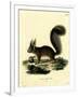 Eurasian Red Squirrel-null-Framed Giclee Print