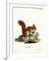 Eurasian Red Squirrel-null-Framed Giclee Print