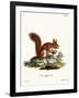 Eurasian Red Squirrel-null-Framed Giclee Print